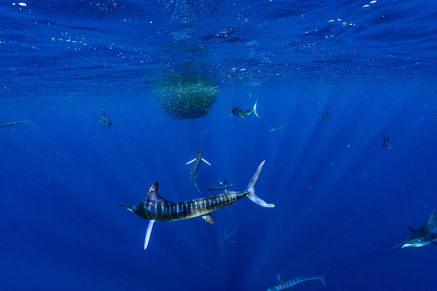 墨西哥 Mag Bay｜馬林魚圍獵奇觀遠征隊