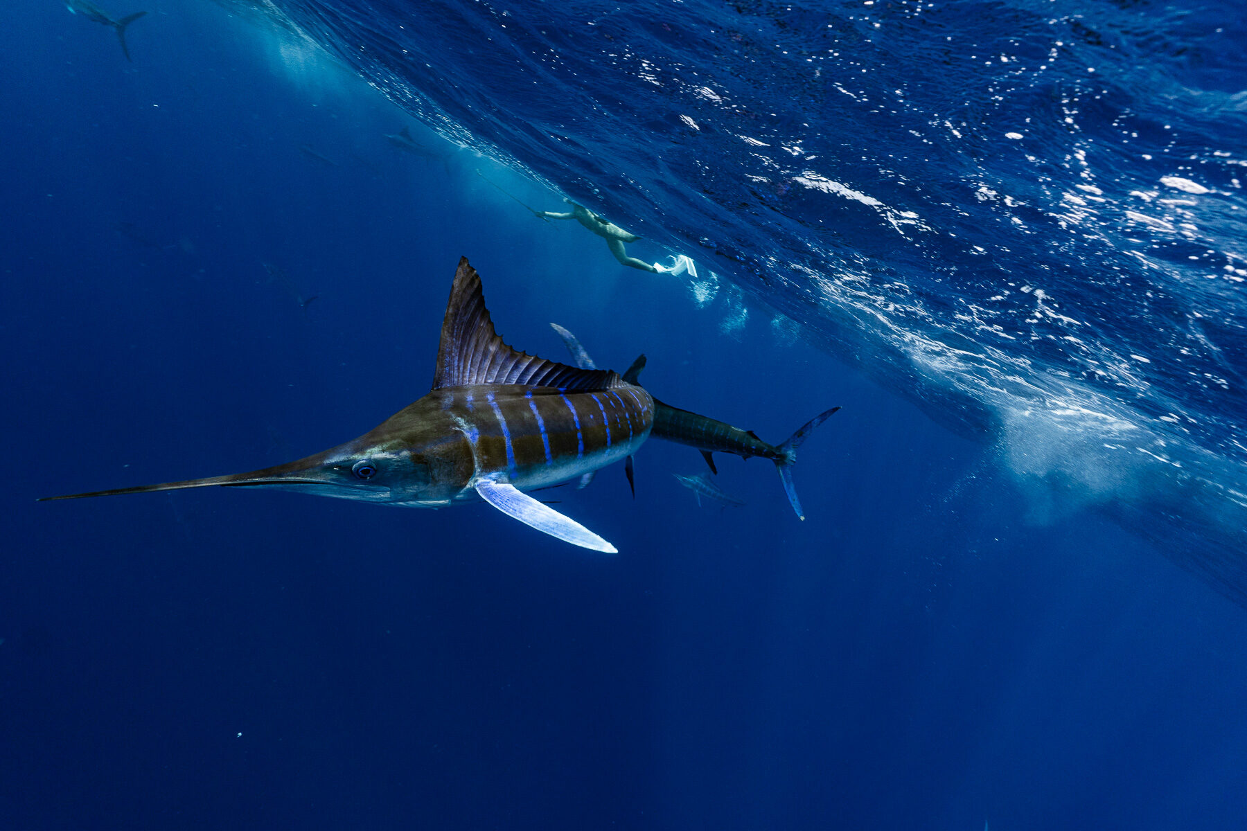 墨西哥下加利福尼亞 Mag Bay|馬林魚圍獵奇