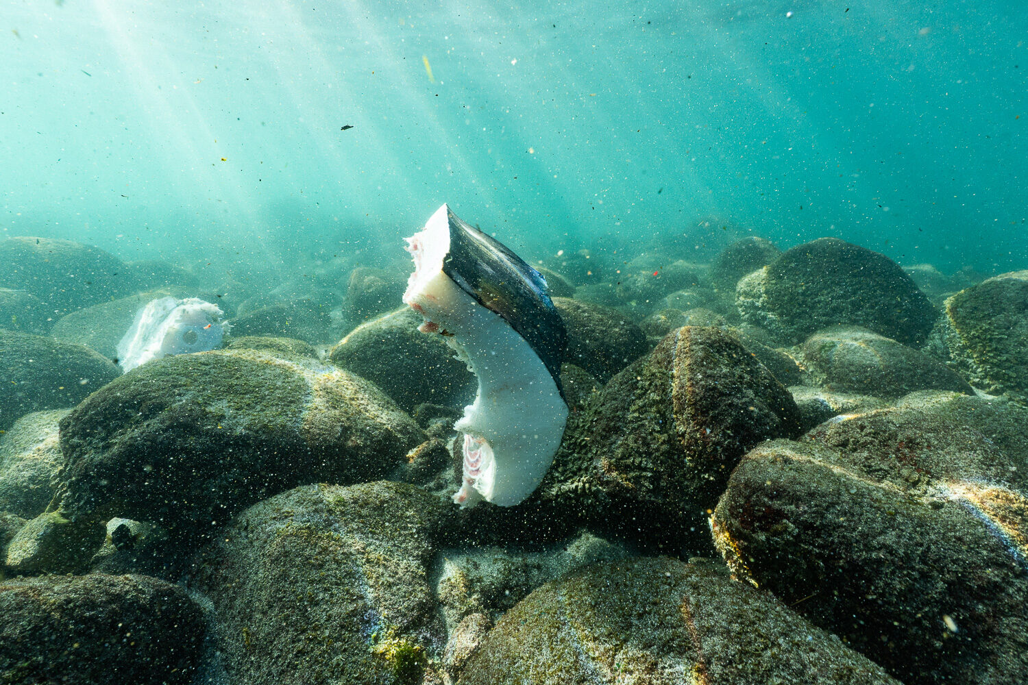 Lamalera Whale shark