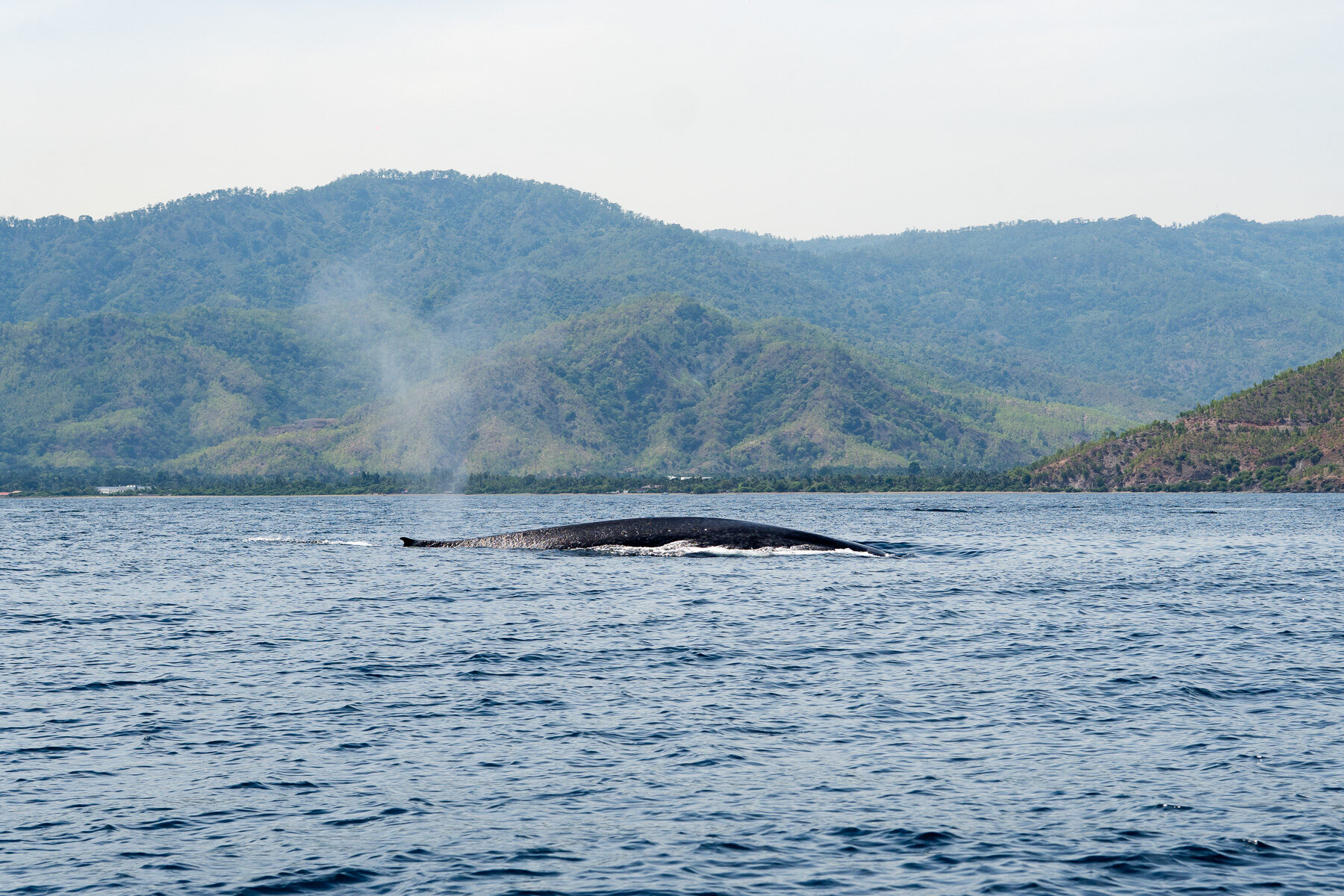 東帝汶藍鯨共游