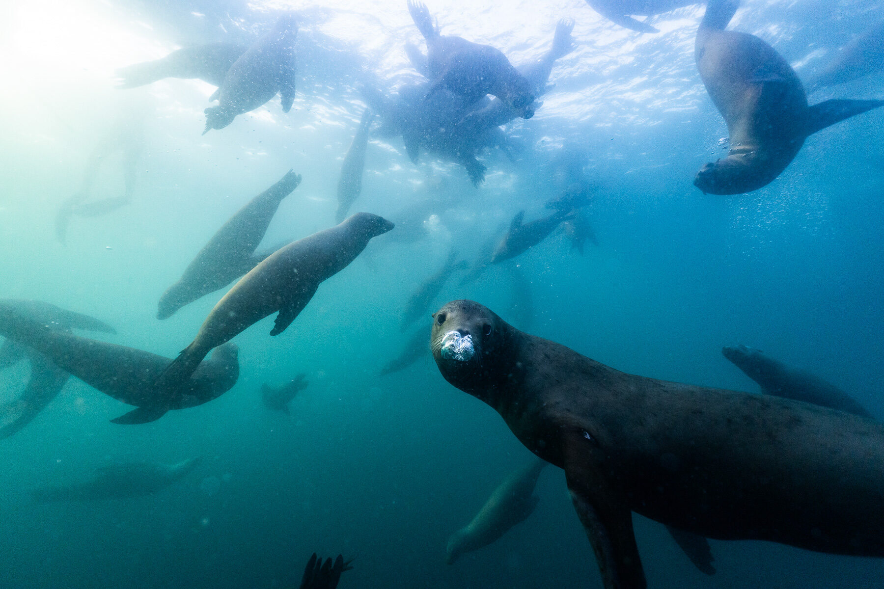 有些海獅對於鏡頭十分好奇，會主動看向運動相機或相機防水殼