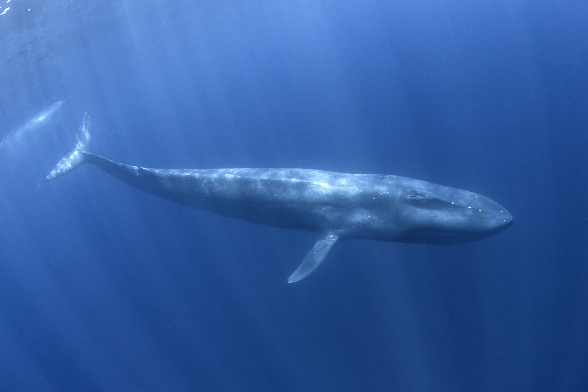 東帝汶藍鯨共游