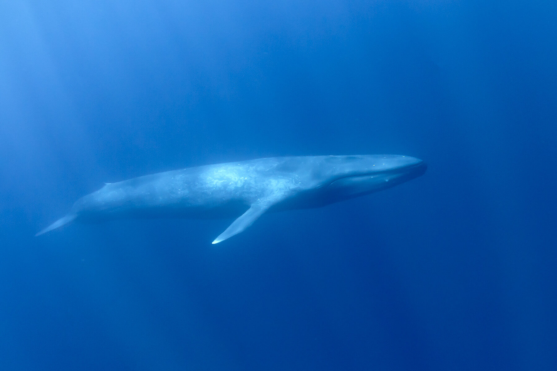 東帝汶藍鯨共游