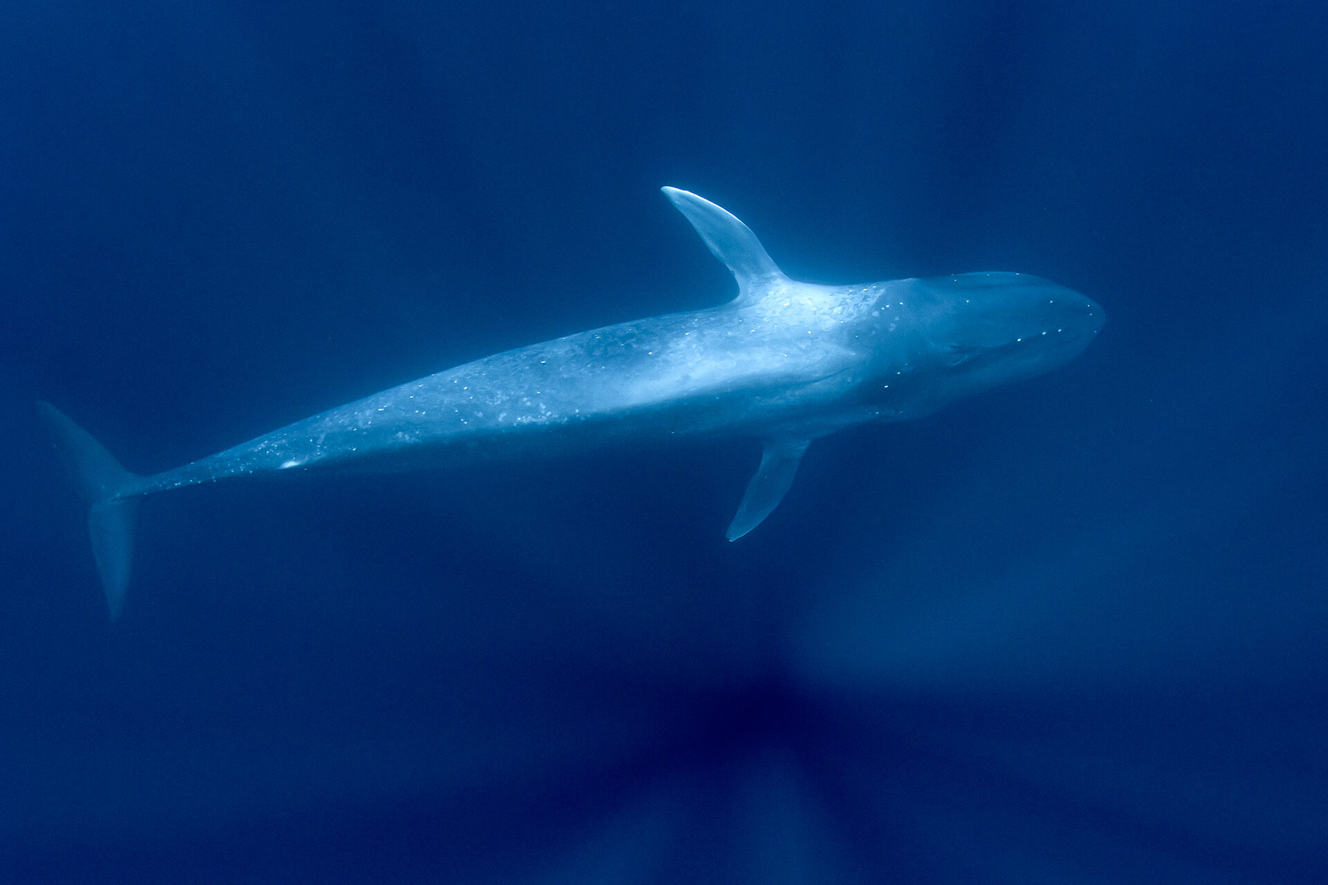 東帝汶藍鯨共游