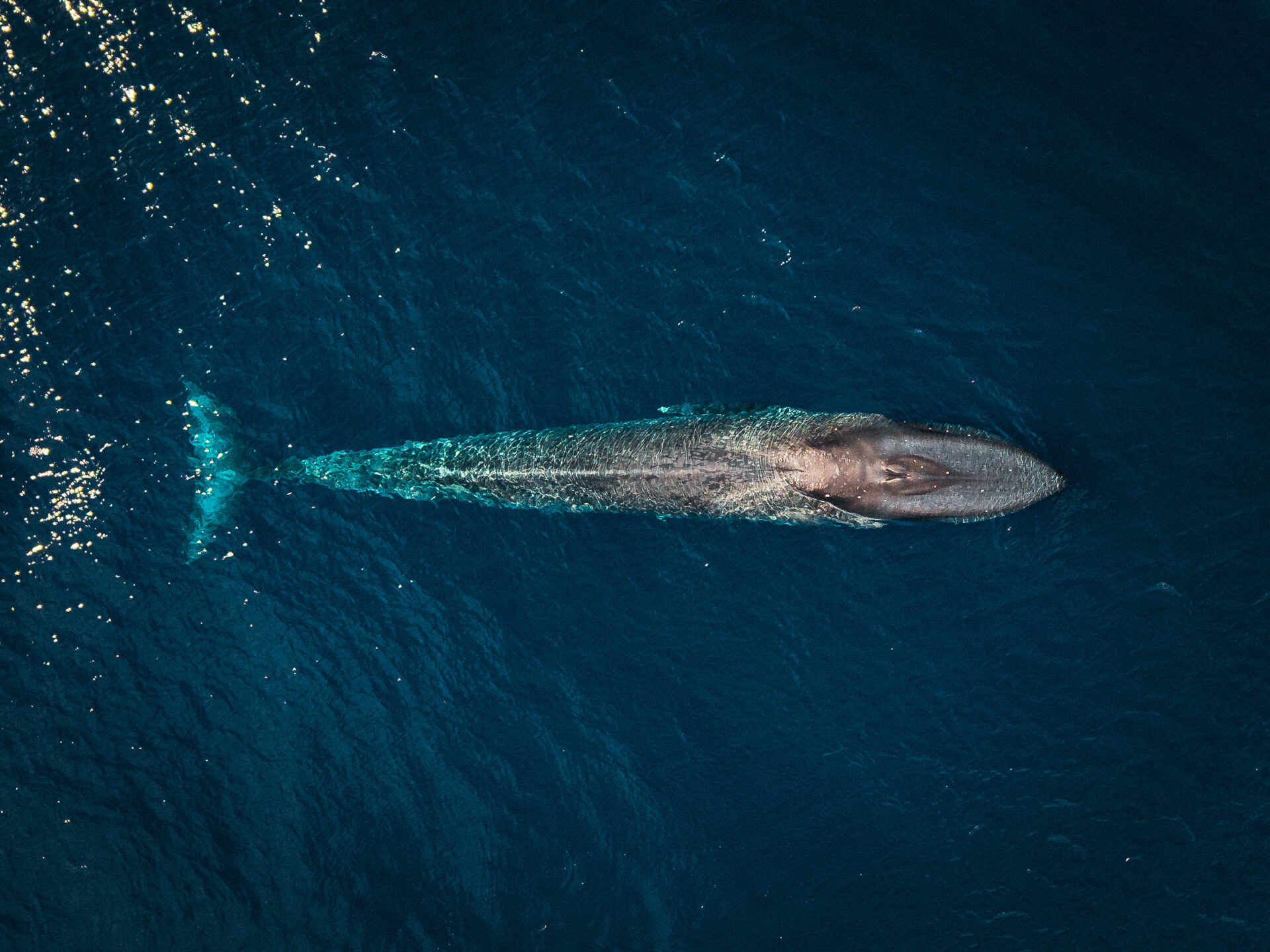 Blue whale timor leste
