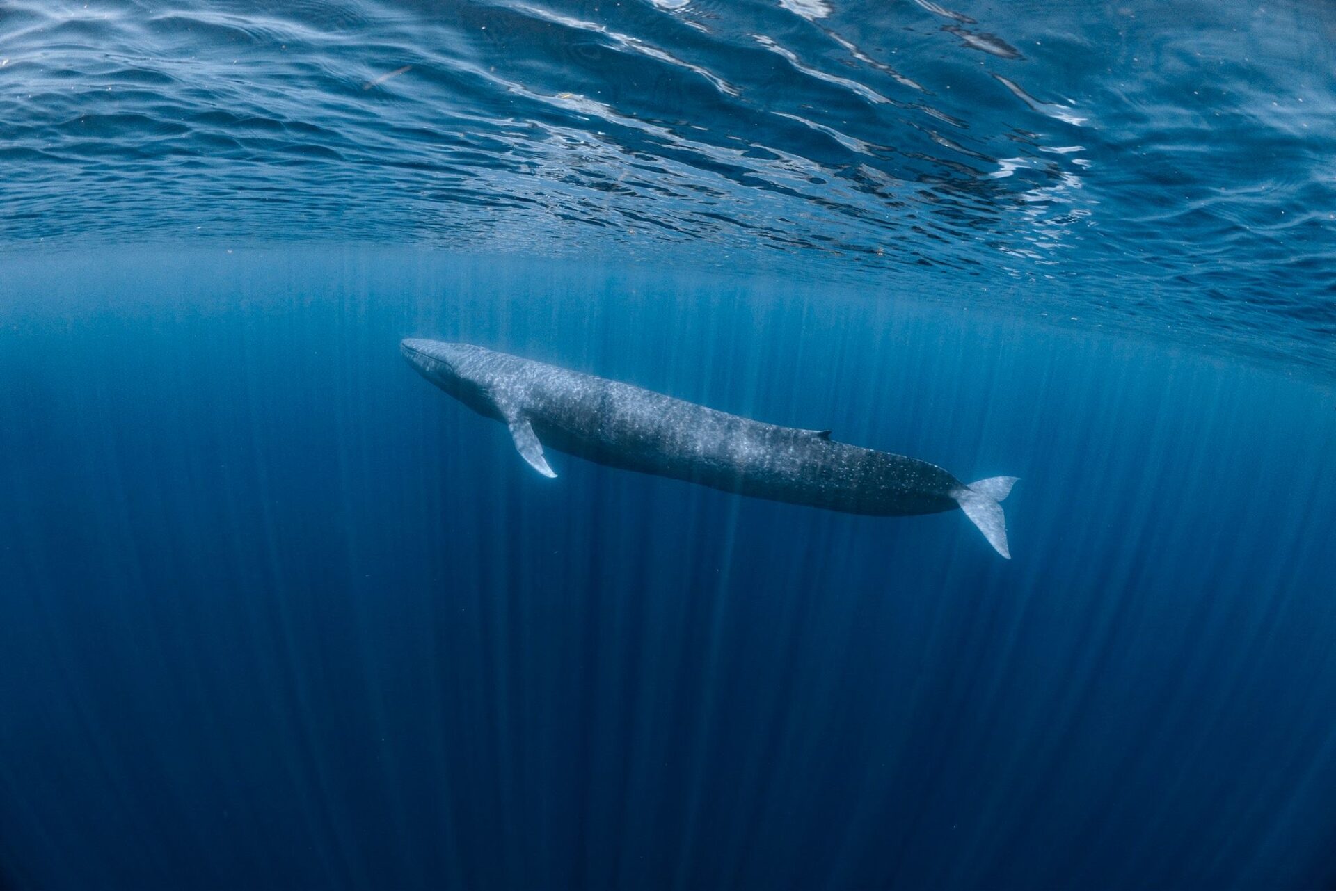 東帝汶 侏儒藍鯨
