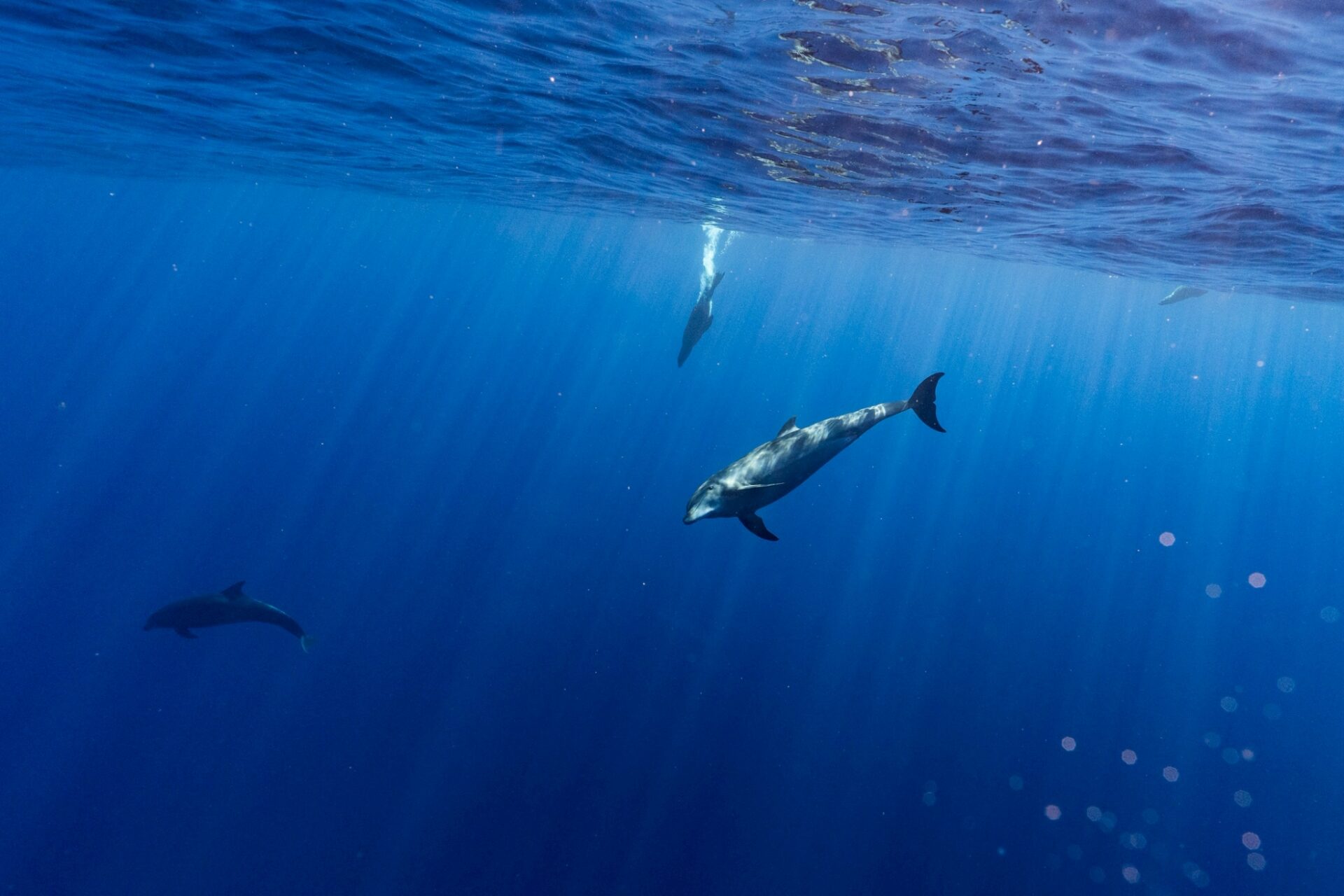 下加利福尼亞海豚