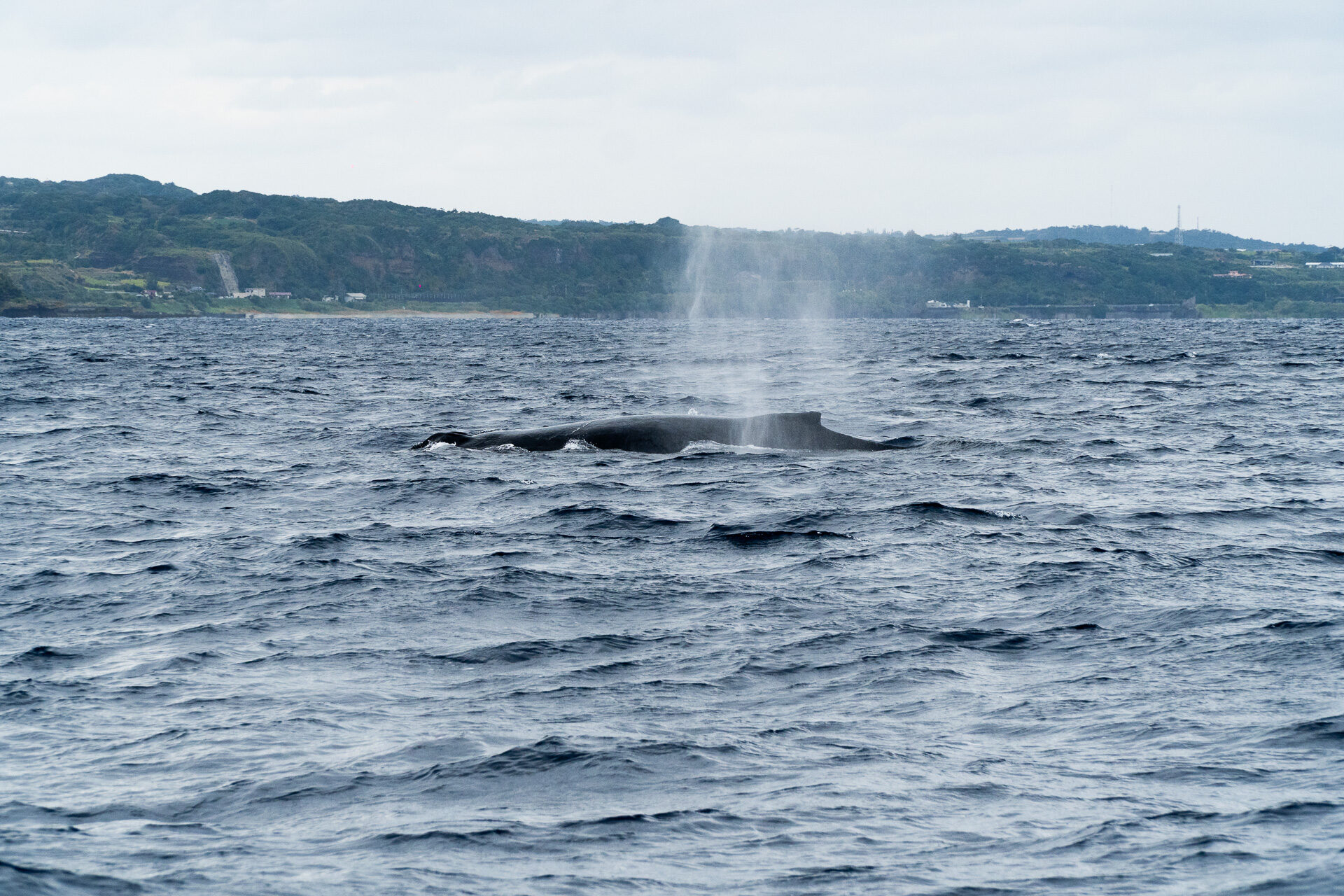 德之島大翅鯨共游