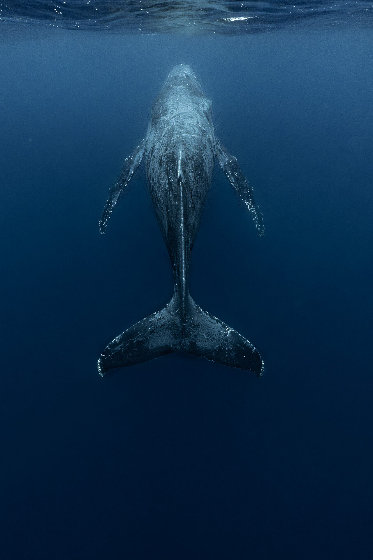 德之島大翅鯨共游