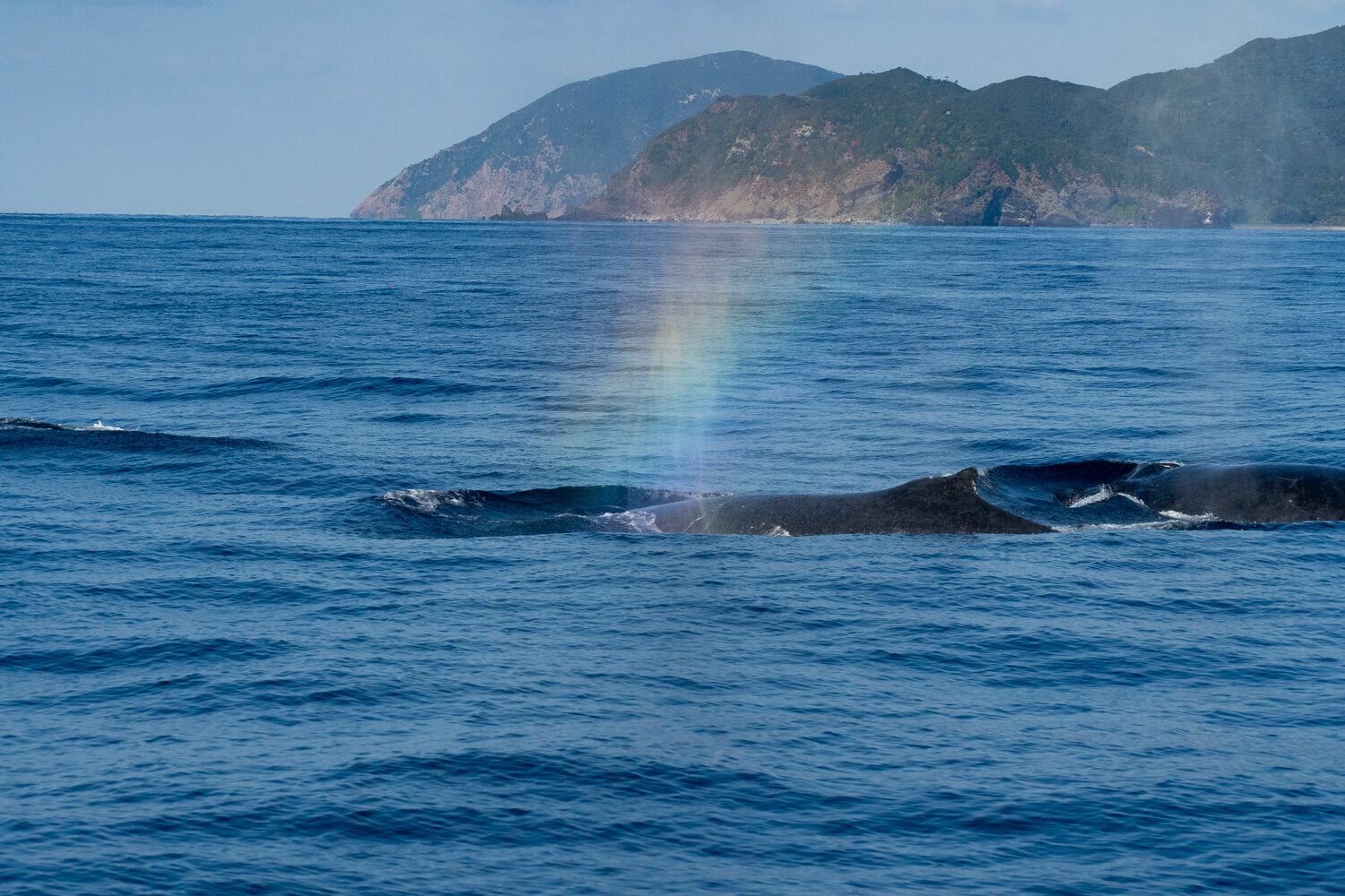 奄美大島大翅鯨