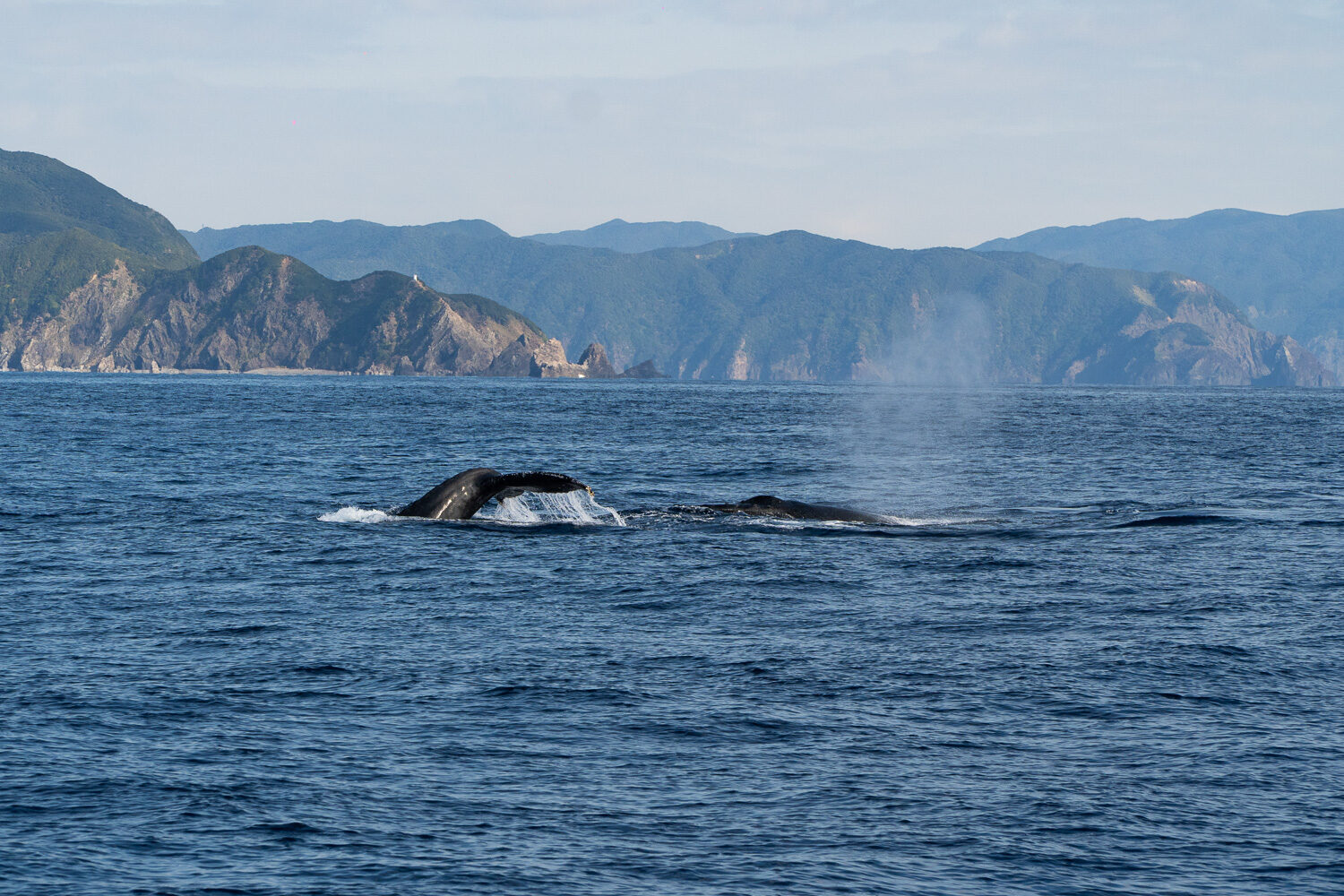 奄美大島大翅鯨