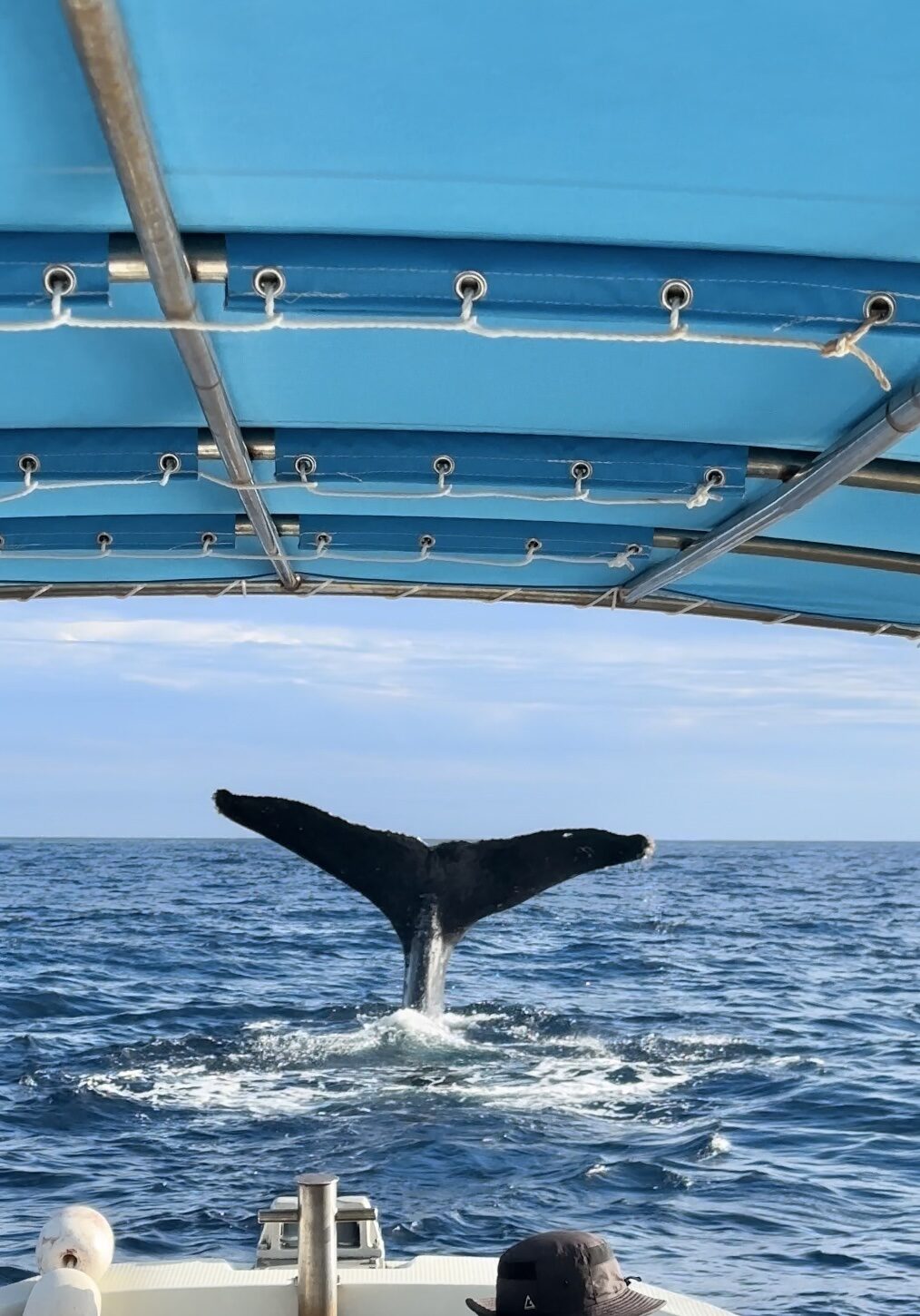 沖永良部島 大翅鯨