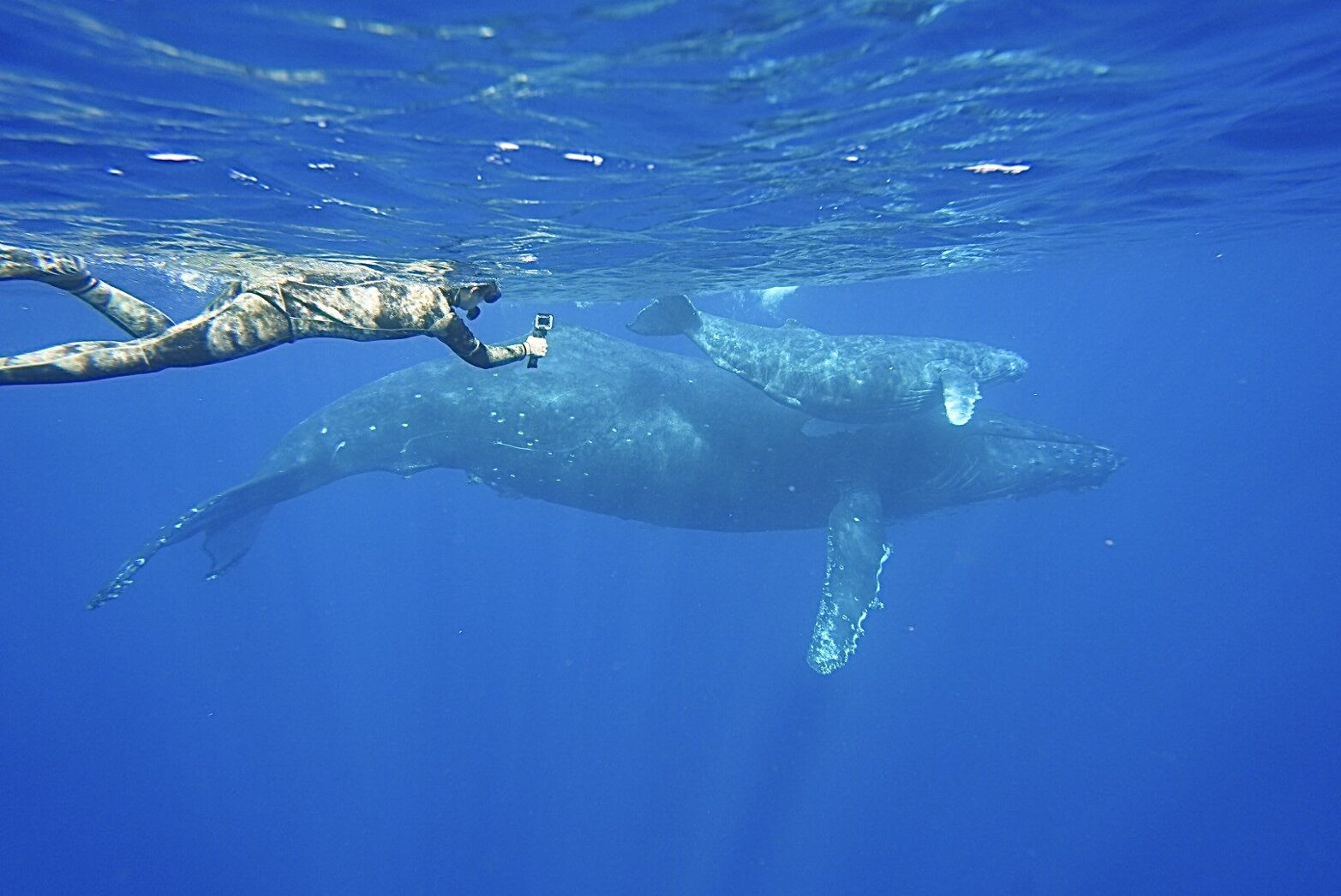 沖永良部島 大翅鯨