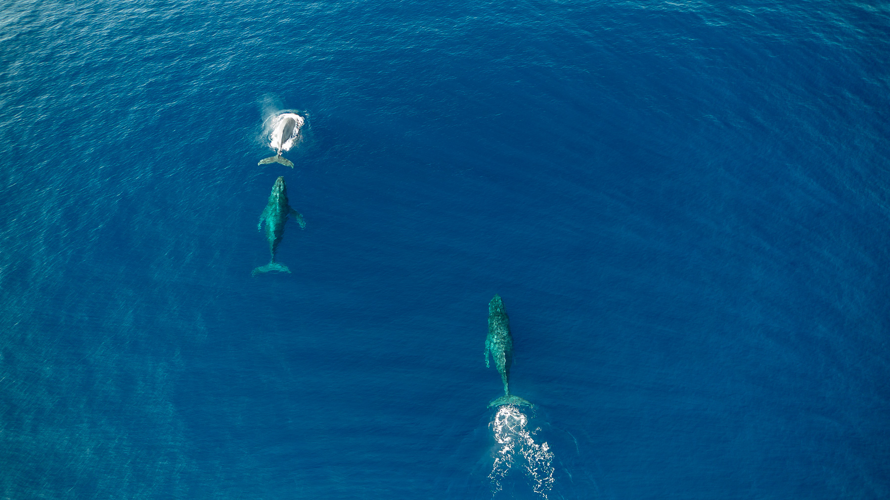 奄美大島 大翅鯨