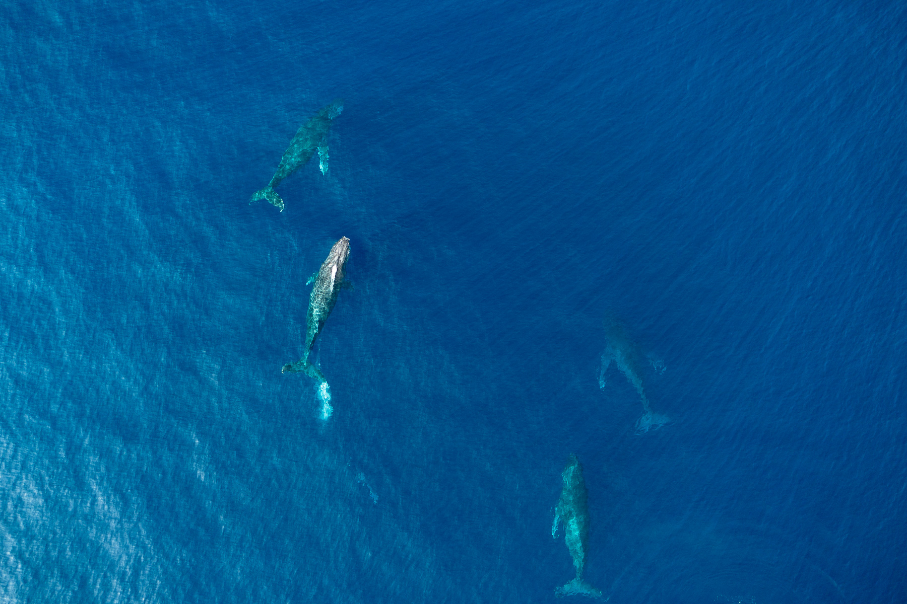 奄美大島 大翅鯨共游