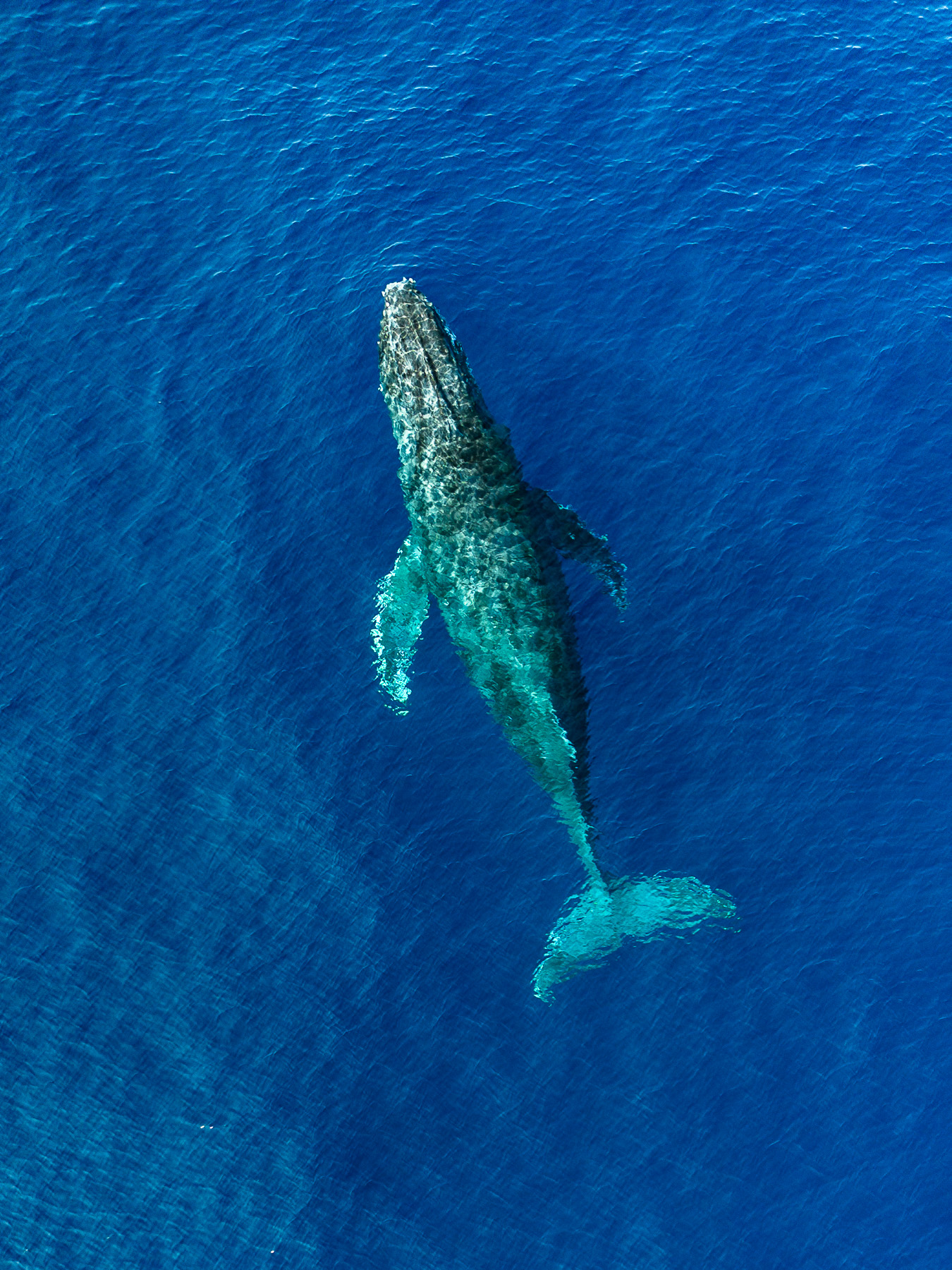 奄美大島 大翅鯨共游