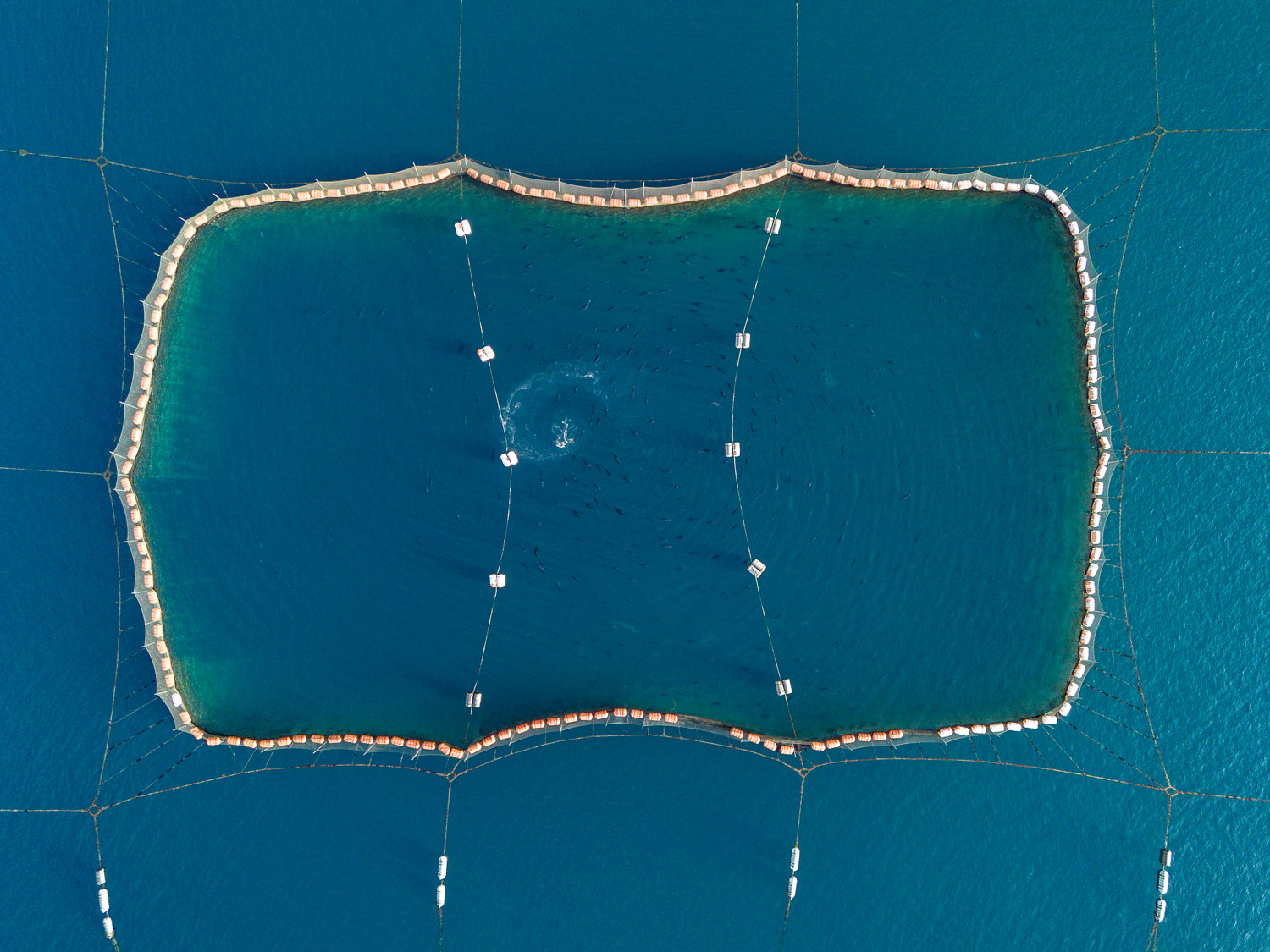 奄美大島 瀨戶內町 黑鮪魚養殖場