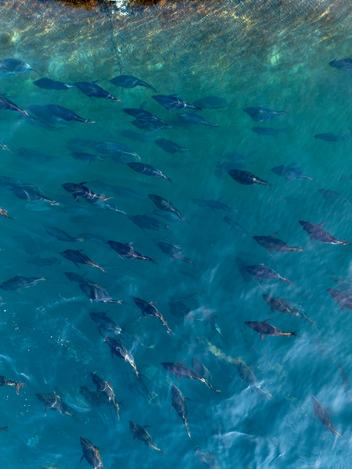 奄美大島 瀨戶內町 黑鮪魚養殖