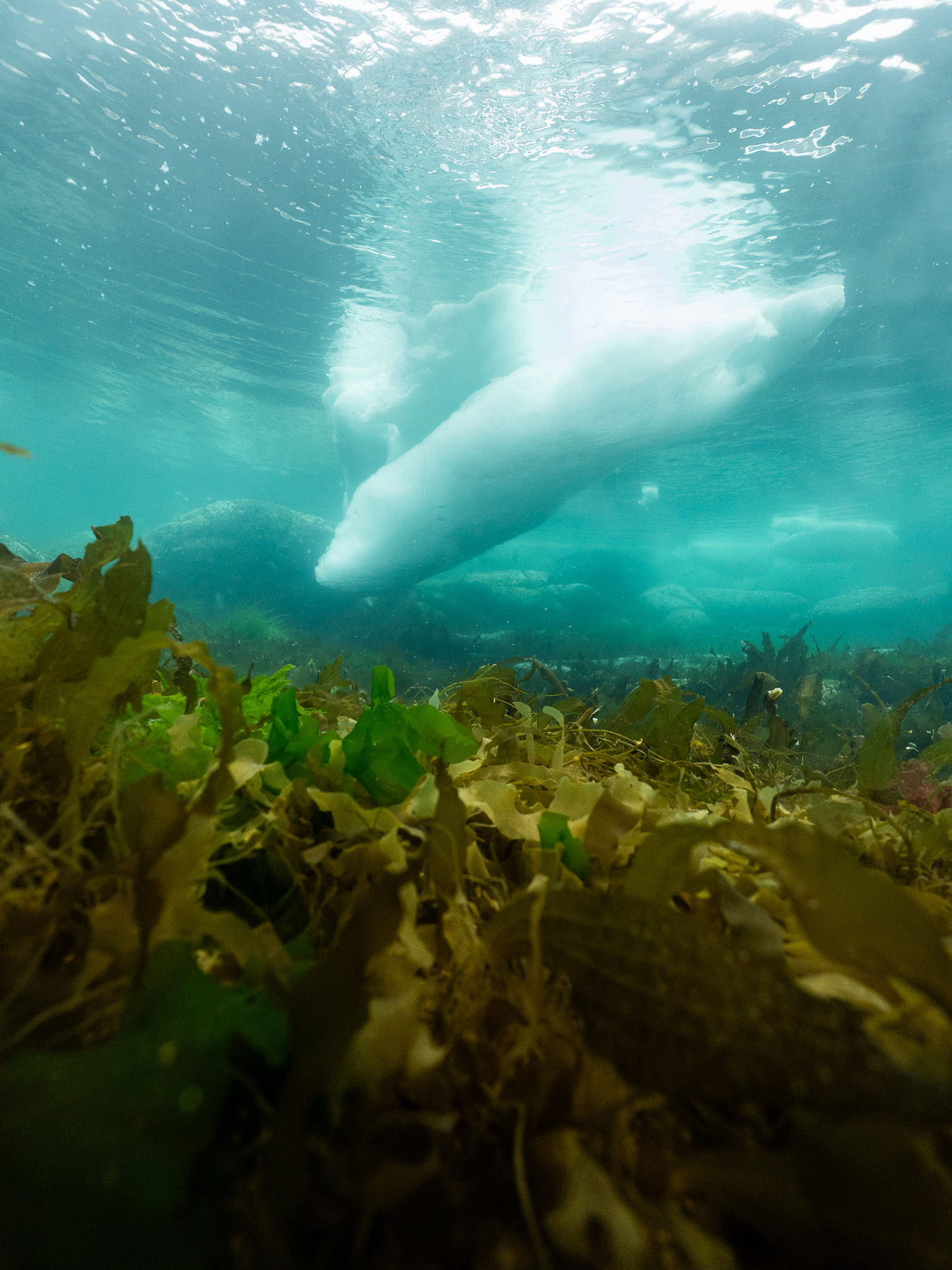 2026知床半島流冰冰潛