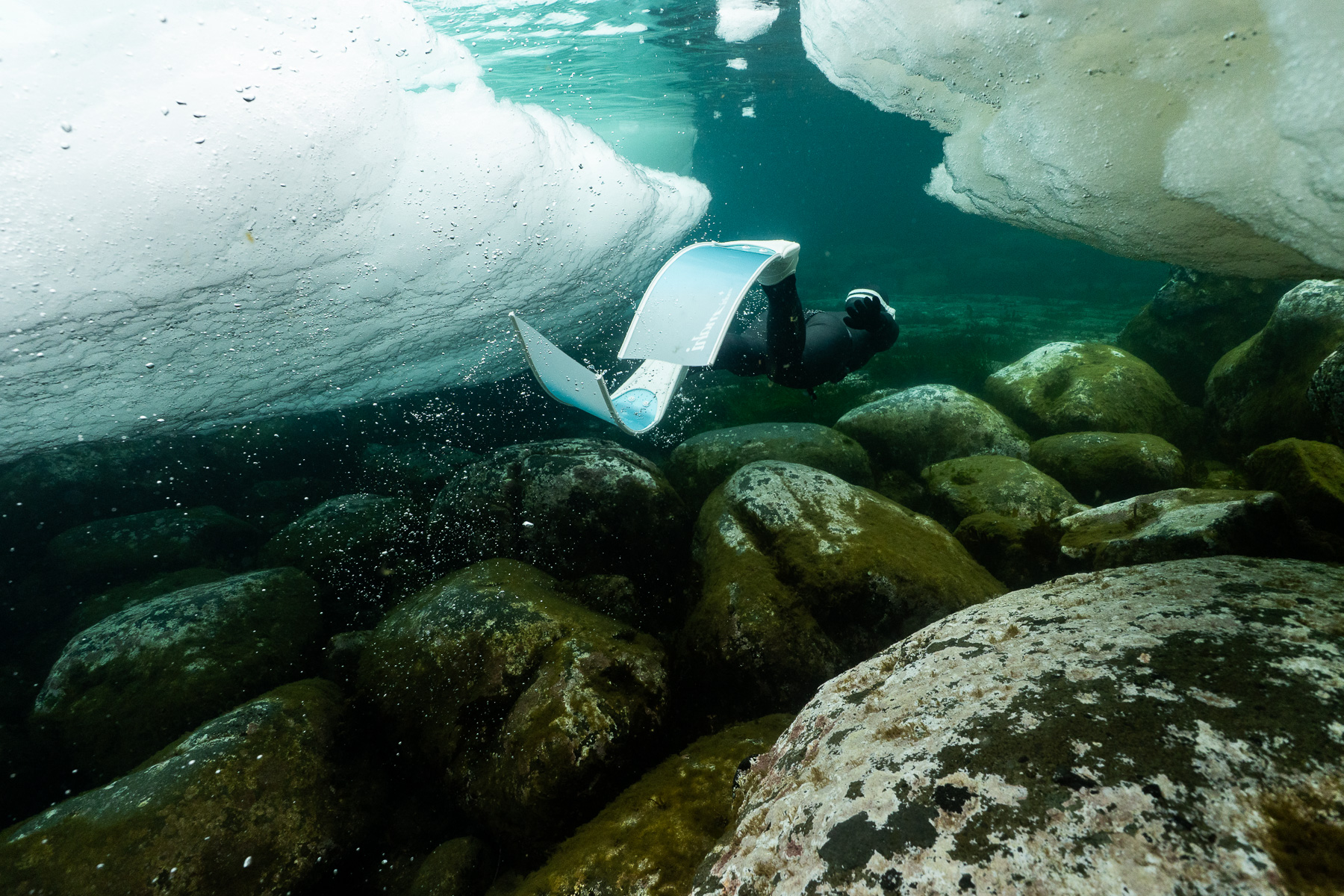 2026知床半島流冰冰潛