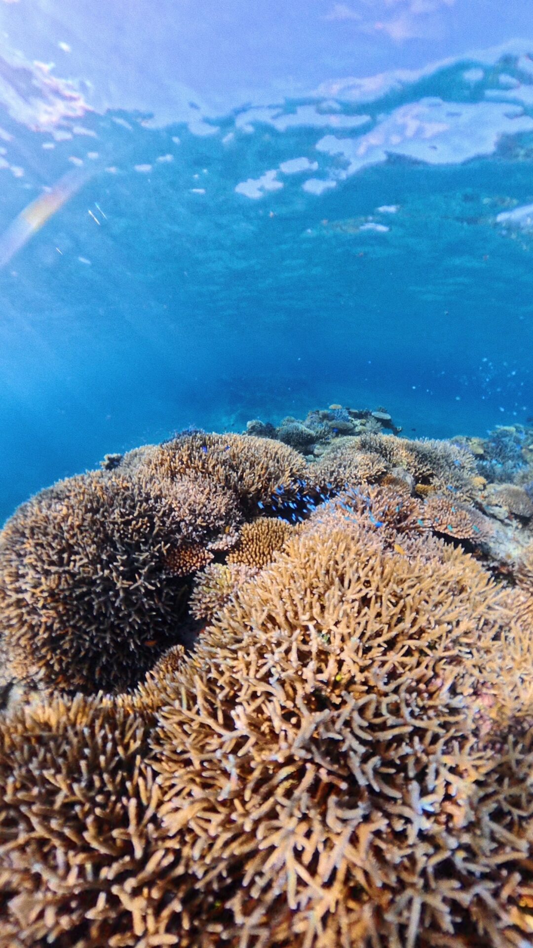 石垣島潛水
