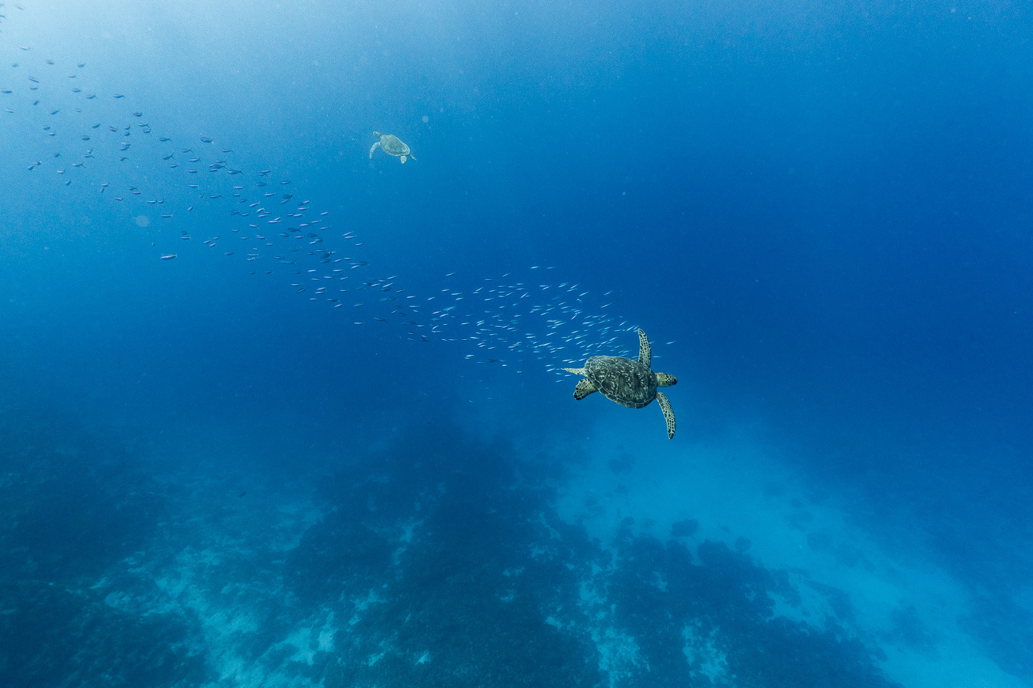 西表島海龜