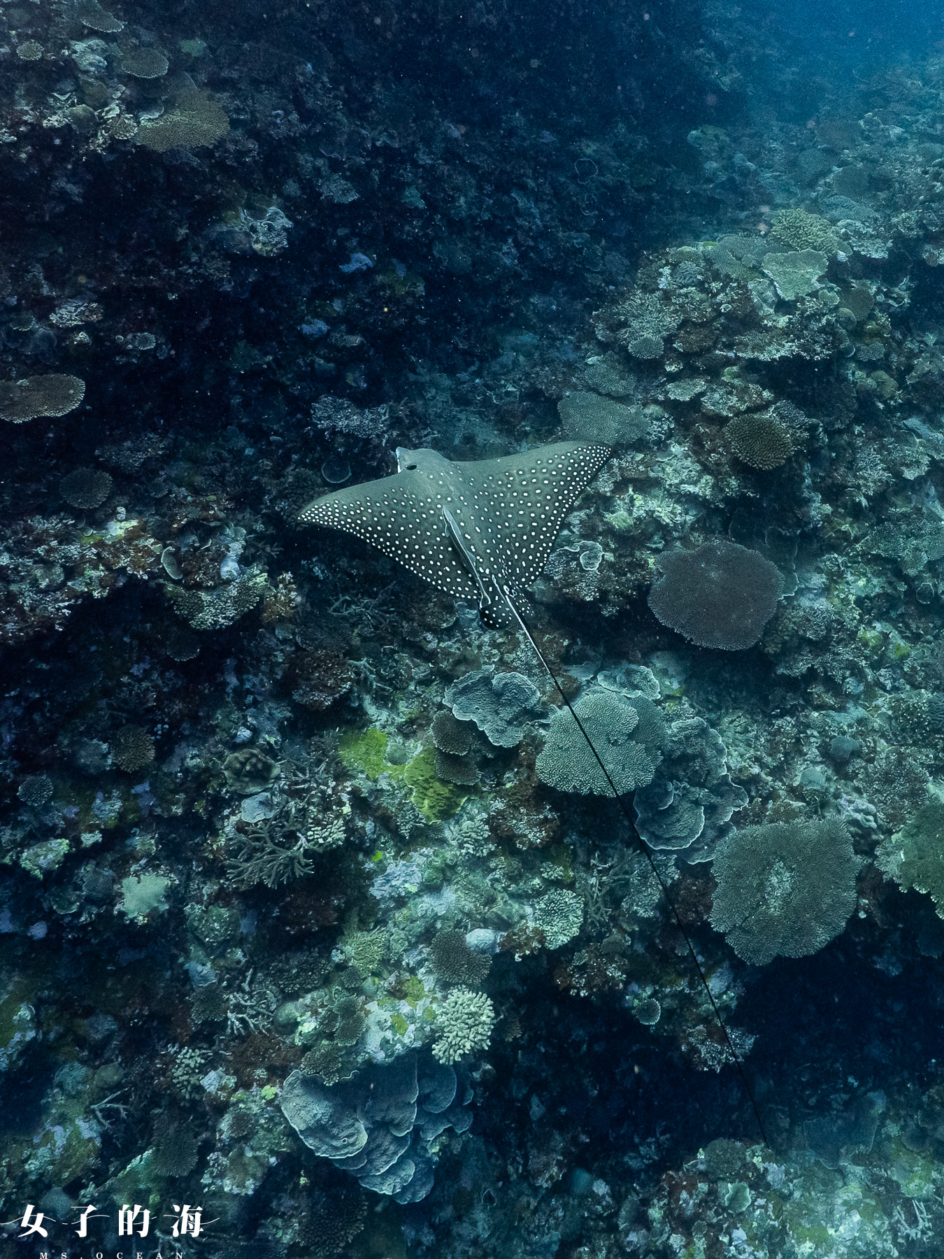 石垣島 Egale Ray