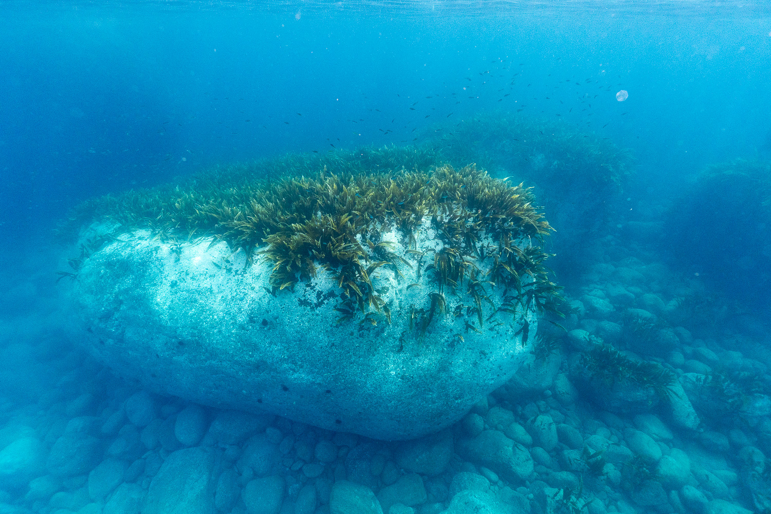 北海道自由潛水